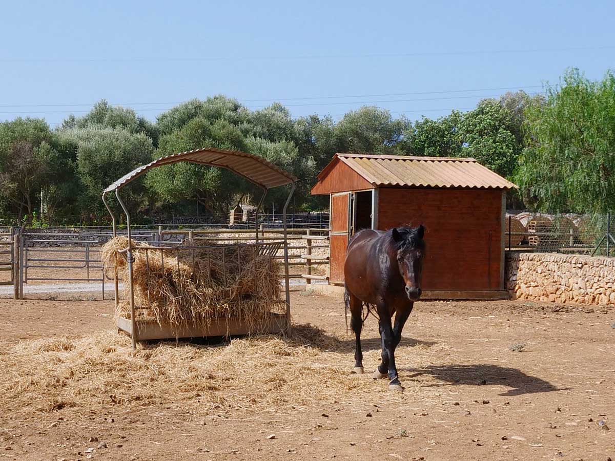 Finca Can Tord Mallorca Urlaub